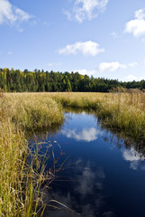 Beaver Pond in  Algonquin Park