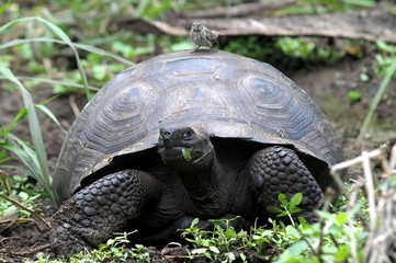 Galapagos Riesenschildkröte mit Aufseher