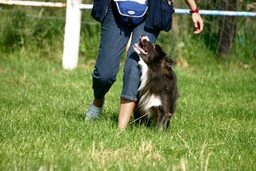 chien en concours agility marchant au pied