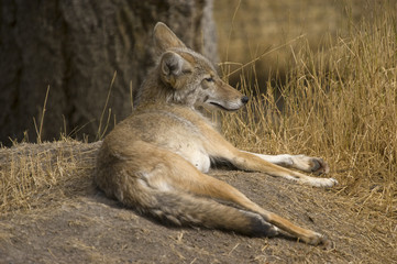 Coyote (Canis latrans) in Banff National Park Canada