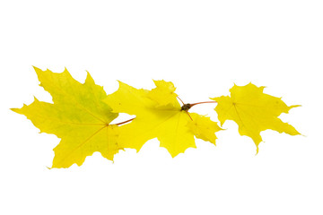 Maple leaves in Autumn isolated on white
