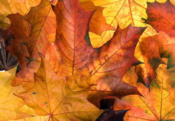 Fototapeta na wymiar There are autumn leaves for nice designes
