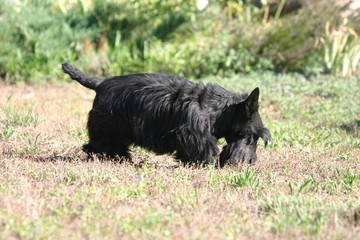 petit chien noir reniflant le sol