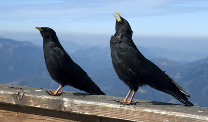 Alpendohle (Pyrrhocorax graculus) - Vogel