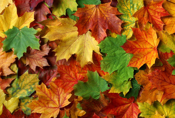 Bunte Herbstblätter vom Ahornbaum
