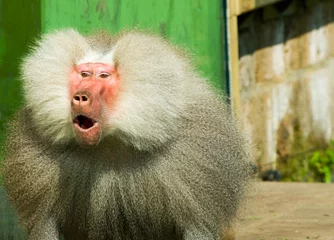 Photo sur Plexiglas Singe close-up of a suprised baboon monkey