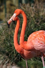 Tiergarten Schönbrunn