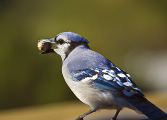 Blue Jay feeding on a peanut