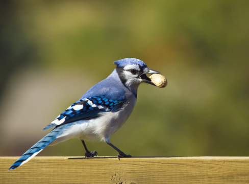 Blue Jay feeding on a peanut
