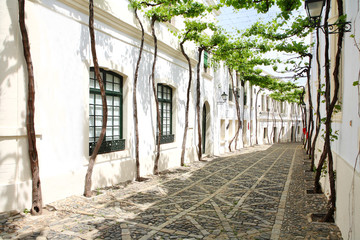 vine in the narrow white street of Spanish Andalusia © Vladimir Melnik