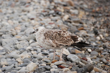 oiseau et camouflage