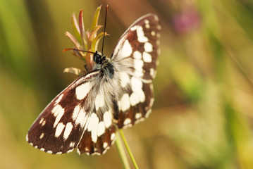 marbled white butterfly on flower (Melanargia galathea)