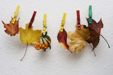 colorful leaves and rowan berries hanging on the string