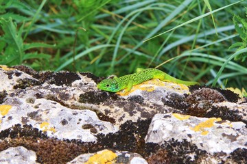 lézard