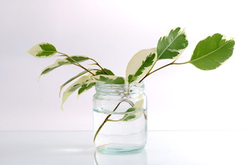green branch in a jar