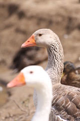 couple