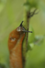 Close-up of a snail.