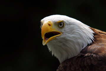 Portrait of a majestic American Bald Eagle bird of pray
