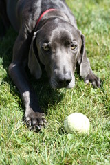 dog playhing with ball dark grey blue weimaraner