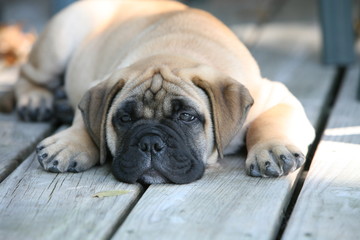 baby cute bullmastiff