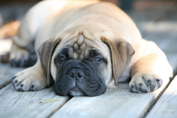 dog puppy sleeping face head cute