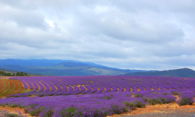 Fototapeta na wymiar lavenders w dziedzinie gotowe do zbioru