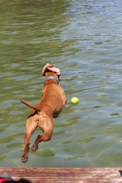 Dog Jumping Off Of Dock Into Lake