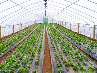 Vegetables Farm