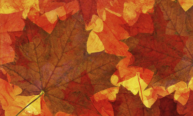 Naklejka na ściany i meble Herbstlaub digitale Illustration