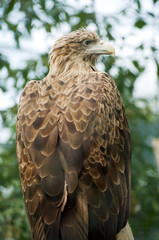 eagle