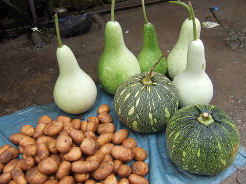 gourdes,courges et pommes de terre
