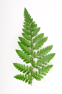 single fern leaf isolated on white