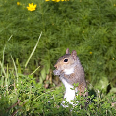 tree squirrel that seems to be praying