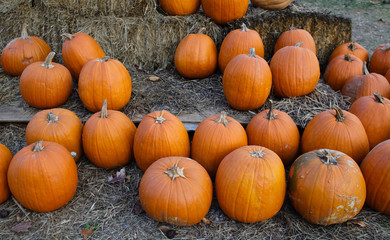 pumpkins