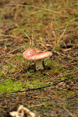 Moshrooms