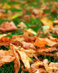 Buntes Laub im Herbst