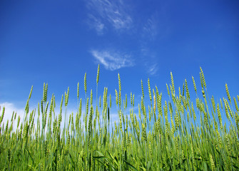 Fototapeta premium corn with a blue sky background
