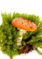 Mushroom a fly-agaric