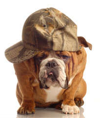 english bulldog wearing hunting cap and silly expression