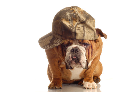 english bulldog wearing hunting cap and silly expression