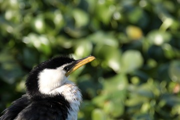 Cormoran pie - Phalacrocorax melanoleucos
