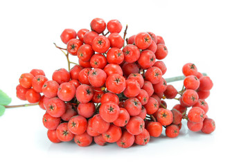 cluster of wild ash is medical fruit isolated on white