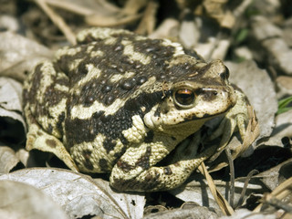 The big Frog frog sits at water