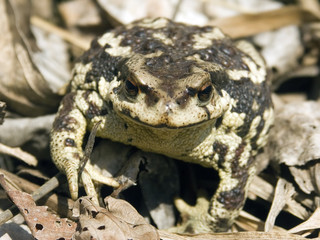 The big spotty frog sits at water