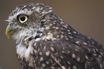 Close up of Burrowing Owl (Athene cunicularia)