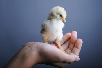 Golden newborn chick in hand, close up