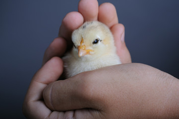 Golden newborn chick in children hands, close up