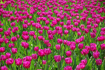Massif de tulipes violettes