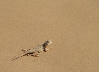 Small lizard sits on the sand in desert