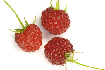 3 Himbeeren
